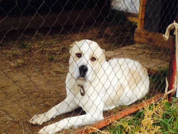 Щенки САО в Москве фото 5