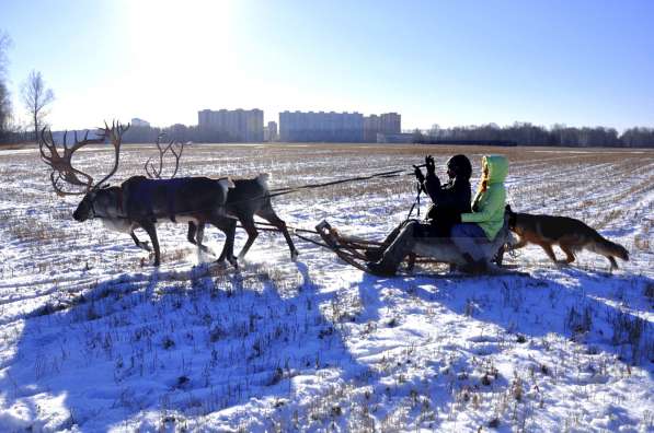 катание на северных оленях в Новосибирске
