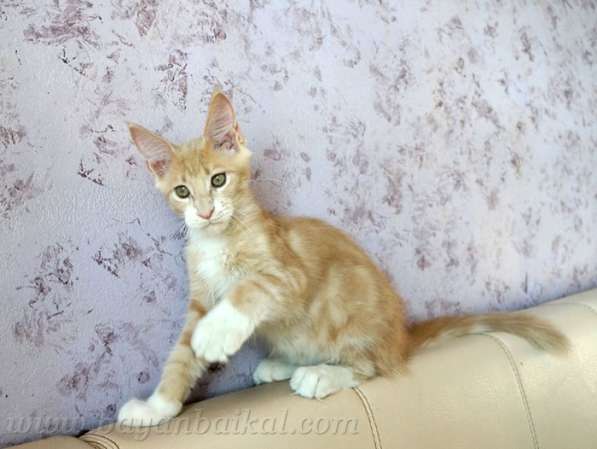 Котенок Мейн-кун в Улан-Удэ фото 3