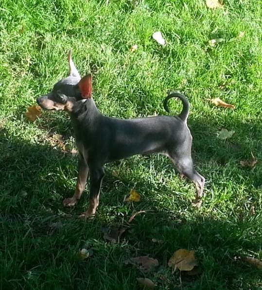 Русский той терьер - мальчик редкого окраса в Москве фото 3