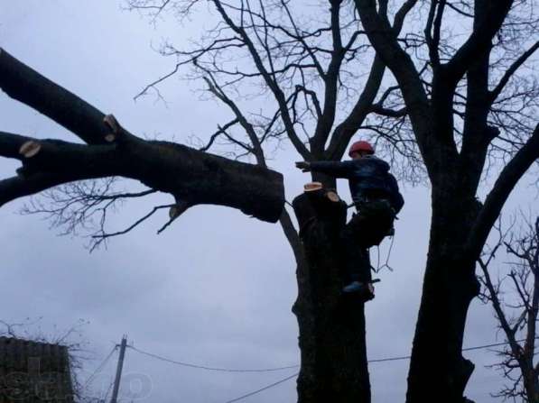 удаление аварийных деревьев в домодедово в Домодедове фото 5