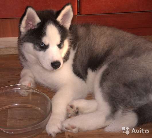 Кобель сибирского хаски для вязки в Москве
