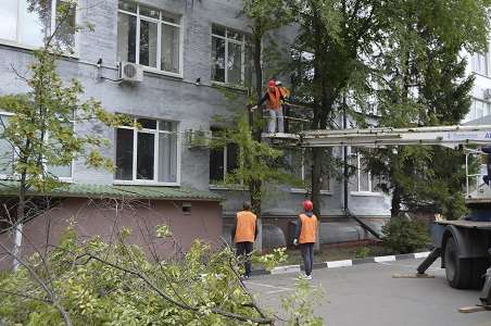 Спил аварийных деревьев в Белгороде фото 6