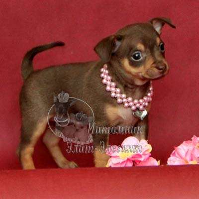 Щенки чихуахуа. Прекрасный выбор мини щенков в Москве фото 5