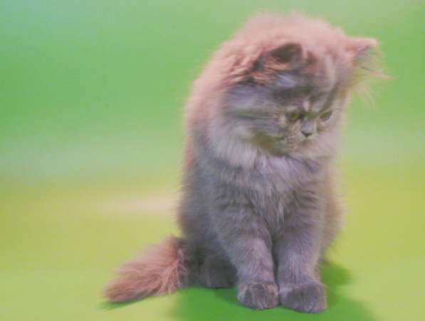 Клубный персидский котенок в Москве фото 5