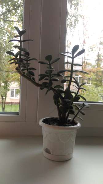 денежное дерево 3 шт