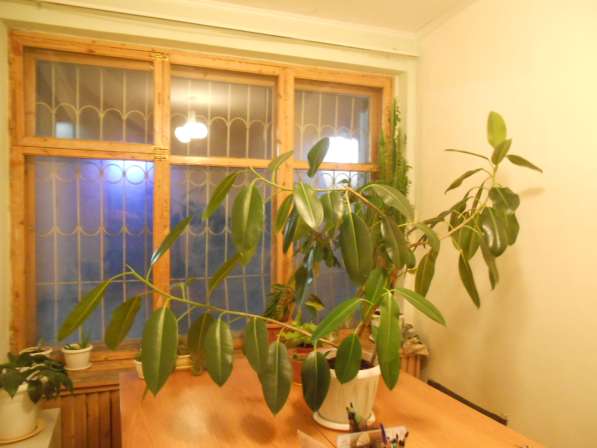 растение комнатное в Томске