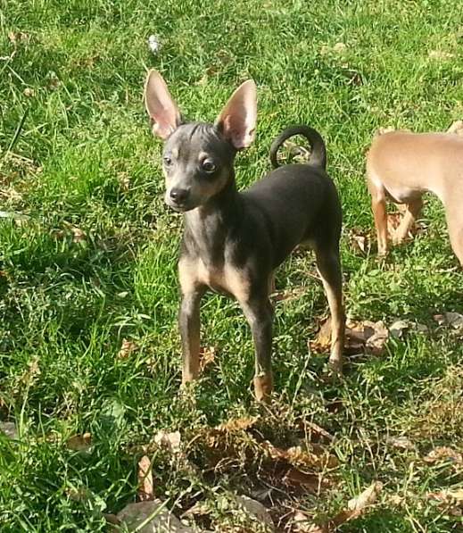 Русский той терьер - мальчик редкого окраса в Москве фото 4