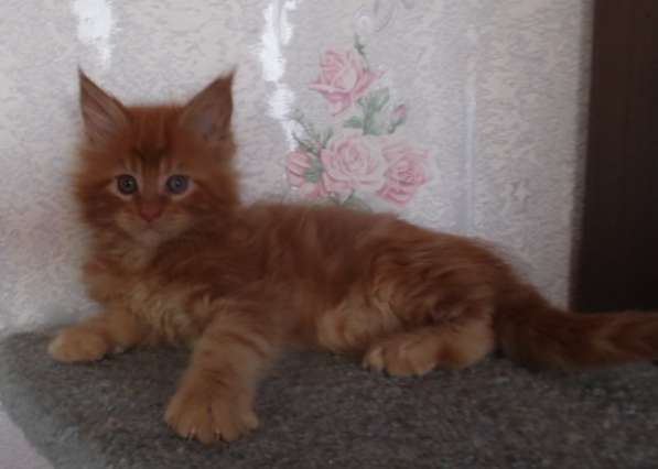 Шоу котята мейн кун в Новосибирске фото 4