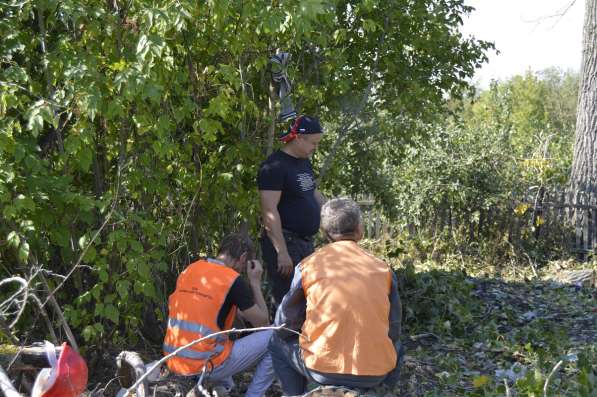 Удаление опасно стоящих деревьев в Белгороде фото 3