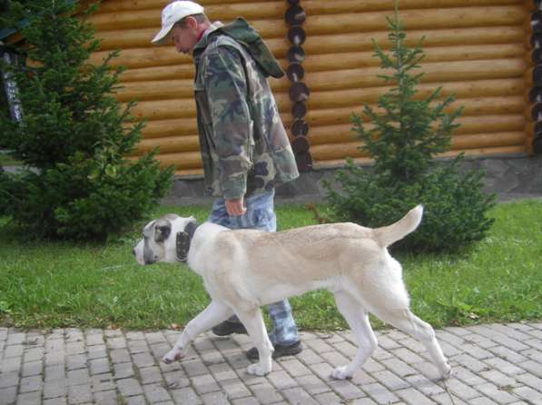 Дрессировка собак, коррекция поведения в Москве фото 3