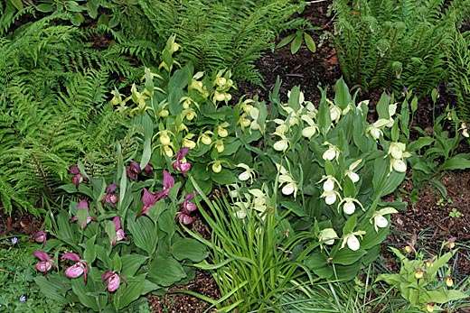 Венерины башмачки-орхидеи для сада в фото 6