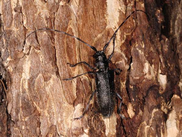 Защита деревянных строений и предметов от грызущих насекомых в Сочи фото 6