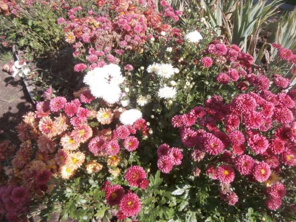 Саженцы садовых растений и цветов в Перми фото 11