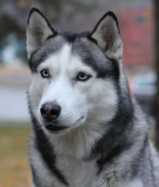Кобель сибирского хаски для вязки