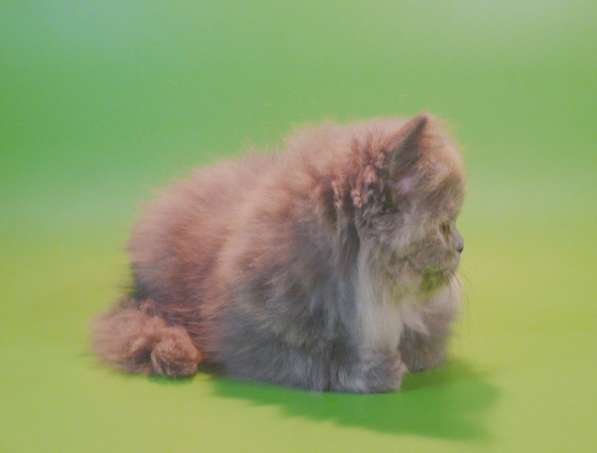Клубный персидский котенок в Москве