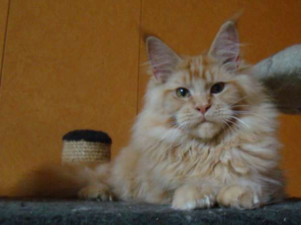 Мейн куны! Котята породы Мейн кун! Мэйн кун нежный гигант в в Москве фото 20