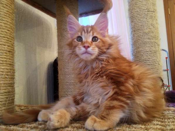 Мейн куны Мальчики и девочки с документами в Краснодаре фото 31