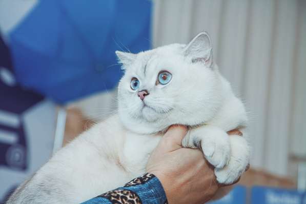 Продажа британских котят драгоценного окраса в Томске фото 8