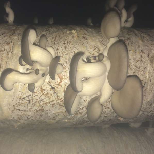 Грибные блоки для выращивания грибов вёшенки в Хабаровске фото 3
