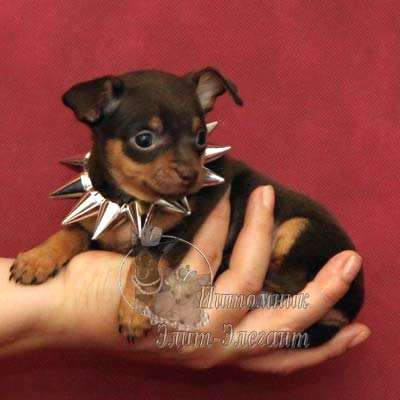 Щенки чихуахуа. Прекрасный выбор мини щенков в Москве фото 8