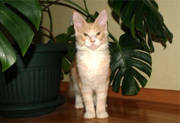 Кошка породы Мейн-Кун