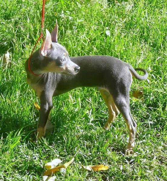 Русский той терьер - мальчик редкого окраса в Москве фото 5