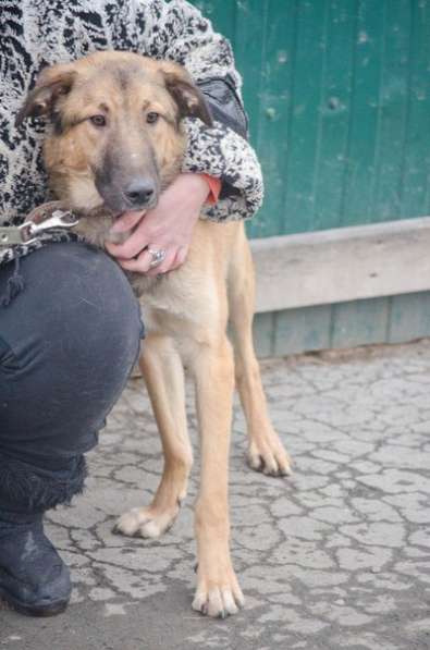 Собаки ищутдом в Екатеринбурге фото 5