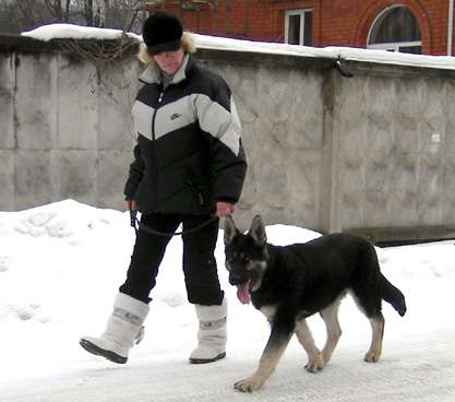 Дрессировка собак, коррекция поведения в Москве