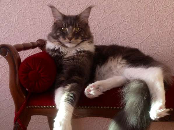 Мейн куны Мальчики и девочки с документами в Краснодаре фото 19