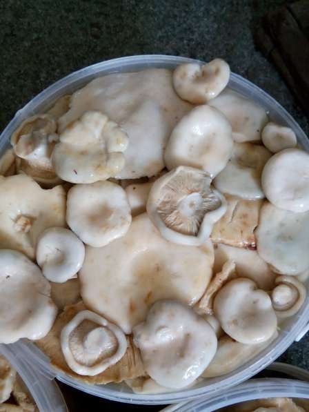 продам грибы грузди оптом