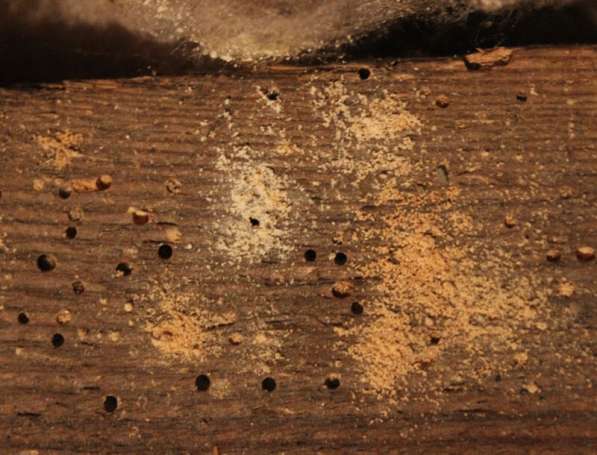 Защита деревянных строений и предметов от грызущих насекомых в Сочи