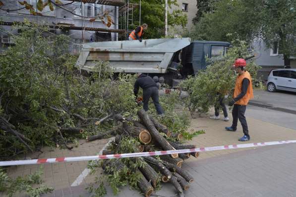Спил, кронирование, валка деревьев в Белгороде