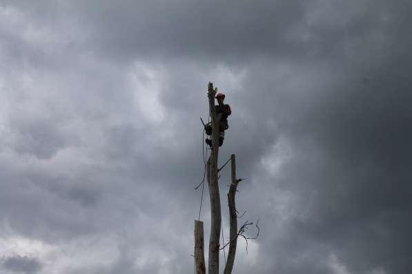 Спилить, удалить дерево в Лыткарино,Верхнее Мячково,Сосновый в Лыткарино фото 3