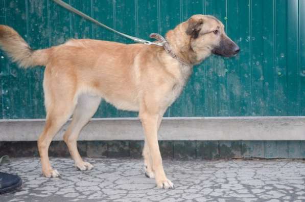 Собаки ищутдом в Екатеринбурге фото 7