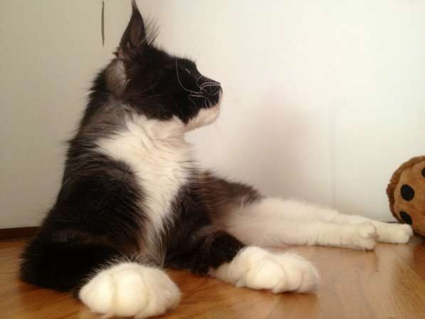 Мейн куны Мальчики и девочки с документами в Краснодаре фото 24