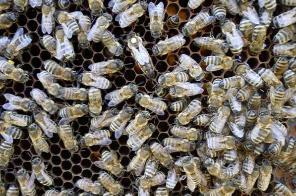 Пчеломатки Карпатской породы и Карника на 2016 год