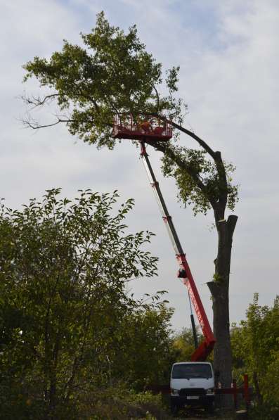 Спилить, удалить дерево в Белгороде