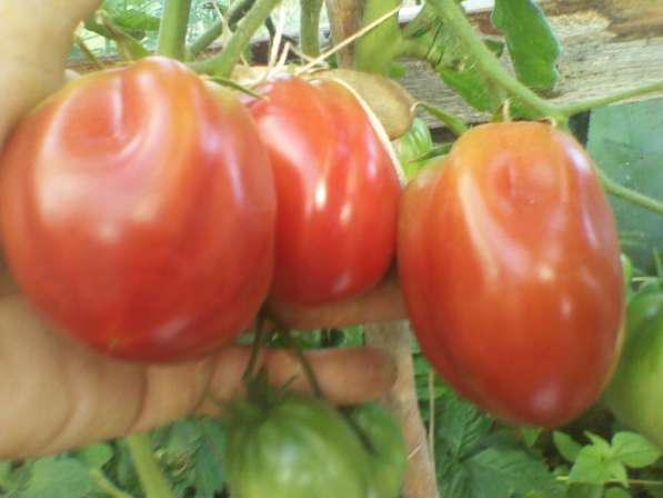 Семена высокоурожайных сортов томатов собственного сбора в фото 5