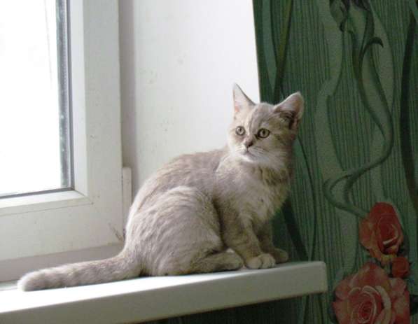 Котята британские в Новороссийске фото 3