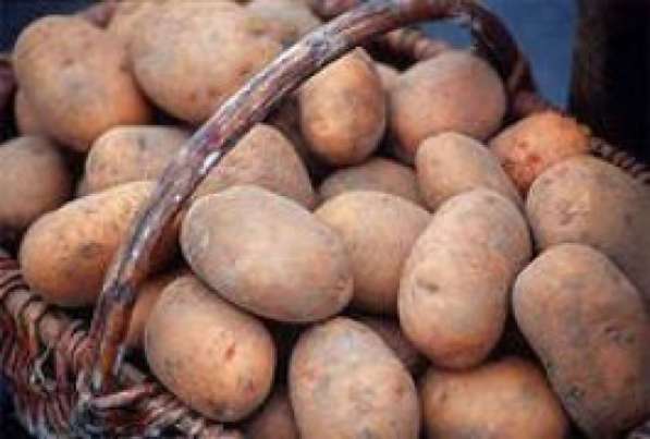 Продам деревенский картофель в Волоколамске фото 4