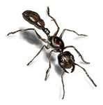 Уничтожить избавится вывести убить клопов блох муравьи тарак в Томске фото 3