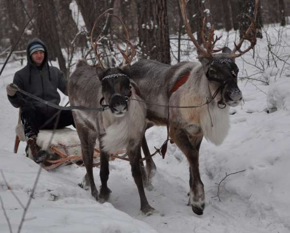 катание на северных оленях в Новосибирске фото 5