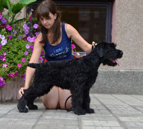высокопородный щенок русского черного терьера