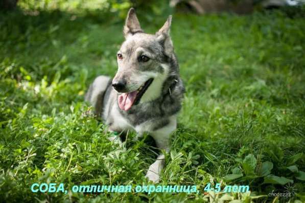Собаки-гиганты, охранники для дома или предприятия в Екатеринбурге