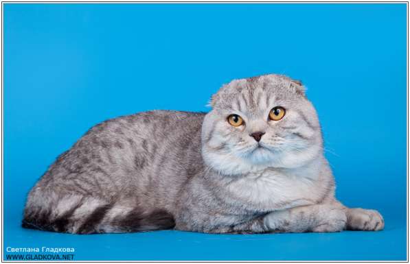 Шотландский вислоухий кот для вязкок в Москве