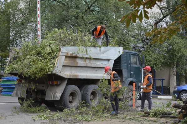 Спил, кронирование, валка деревьев в Белгороде фото 6