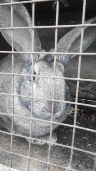 Кролики мясных пород в Омске фото 3