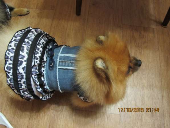 одежда для собак в Александрове фото 4