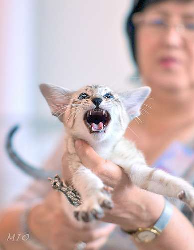продажа сиамских котят в Казани фото 3